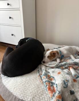 Monty -  Terrier Dog for Adoption in Bothell, Washington - Monty | PetCurious