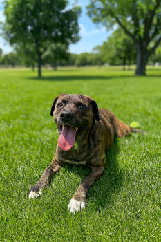 Rescue Mixed Breed Dogs for Adoption in Wilton, California - Sydney | PetCurious