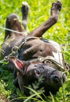 American Staffordshire Terrier Dogs Available for Adoption in Washington Court House, Ohio - Rambo | PetCurious