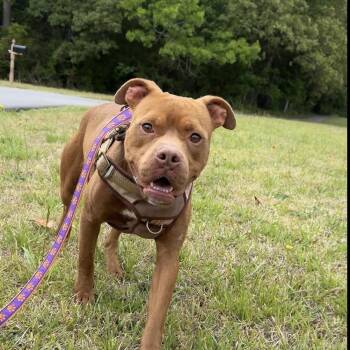 Gumdrop -  American Staffordshire Terrier Dog for Adoption in Lancaster, South Carolina - Gumdrop | PetCurious
