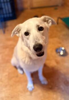 Lily -  Golden Retriever and Great Pyrenees Dog Available for Adoption in Ellijay, Georgia - Lily | PetCurious