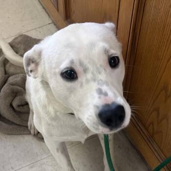 Cattle Dog Dogs Available for Adoption in Jacksonville, Arkansas - Lady | PetCurious