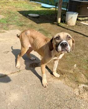 Rescue Mountain Cur Dogs for Adoption in Silsbee, Texas - Bucky | PetCurious