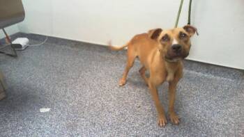 A1271111 -  Pit Bull Terrier Dog for Adoption in Charlotte, North Carolina - A1271111 | PetCurious