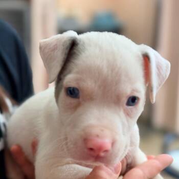 McChicken -  Catahoula Leopard Dog and Mixed Breed Dog for Adoption in Columbus, Georgia - McChicken | PetCurious