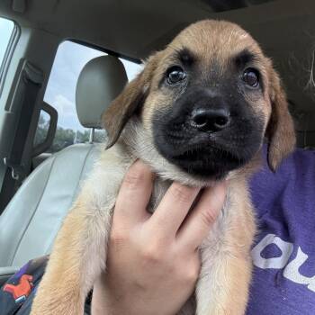 Willow 5621 -  German Shepherd Dog and Labrador Retriever Dog for Adoption in Loxahatchee Groves, Florida - Willow 5621 | PetCurious