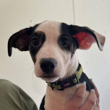 Butterball -  Terrier Dog for Adoption in Saugerties, New York - Butterball | PetCurious