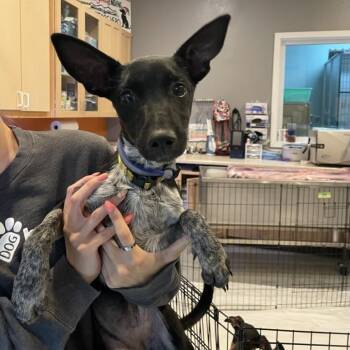Karla -  Mixed Breed Dog for Adoption in Bend, Oregon - Karla | PetCurious