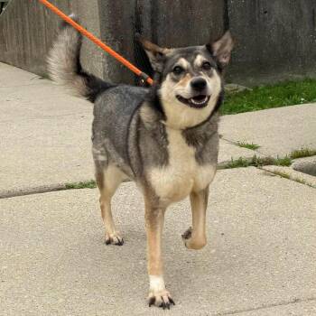 BRYNLEE -  German Shepherd Dog and Siberian Husky Dog for Adoption in Chicago, Illinois - BRYNLEE | PetCurious