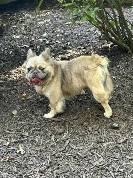 Lionel -  French Bulldog Dog for Adoption in Milton, Georgia - Lionel | PetCurious