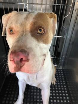 MEGA -  Mixed Breed Dog for Adoption in Dallas, Texas - MEGA | PetCurious