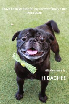 Pug Dogs Available for Adoption in Gardena, California - Hibachi | PetCurious