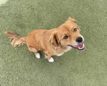 Australian Shepherd and Mixed Breed Dogs Available for Adoption - Knuckles | PetCurious