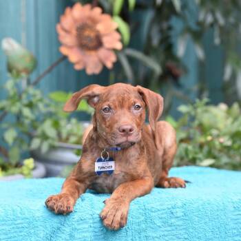 Turnover -  Hound Dog for Adoption in Wake Forest, North Carolina - Turnover | PetCurious