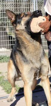 Dexter -  German Shepherd Dog Dog for Adoption in Rancho Cucamonga, California - Dexter | PetCurious