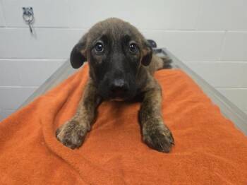 GEUSS WHO? -  German Shepherd Dog and Mixed Breed Dog for Adoption in Auburn, California - GEUSS WHO? | PetCurious