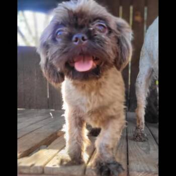 KEESHA in RHODE ISLAND -  Shih Tzu Dog for Adoption in West Warwick, Rhode Island - KEESHA In RHODE ISLAND | PetCurious