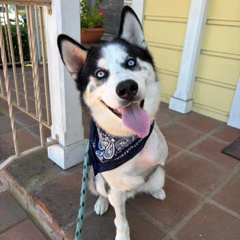 Shredder -  Siberian Husky and Husky Dog for Adoption in Goleta, California - Shredder | PetCurious