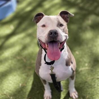 Pit Bull Terrier Dogs Available for Adoption in Las Vegas, Nevada - MAUI | PetCurious