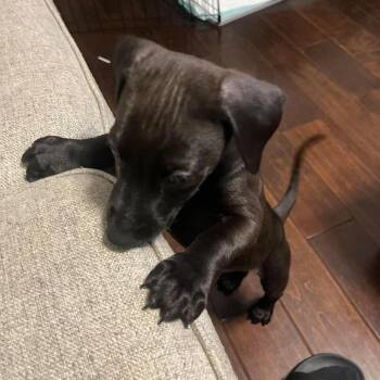 Doberman Pinscher and Mixed Breed Dogs Available for Adoption in Chino Hills, California - Charlie C000-087 * Available 5/16 * Costa Mesa Location | PetCurious