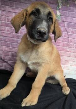 Royal Canin -  Anatolian Shepherd and Saint Bernard Dog for Adoption in Sedalia, Colorado - Royal Canin | PetCurious