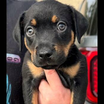 Darla -  Mixed Breed Dog for Adoption in Binghamton, New York - Darla | PetCurious