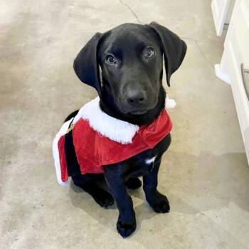 Rescue Black Labrador Retriever and Labrador Retriever Dogs for Adoption - Courtney | PetCurious