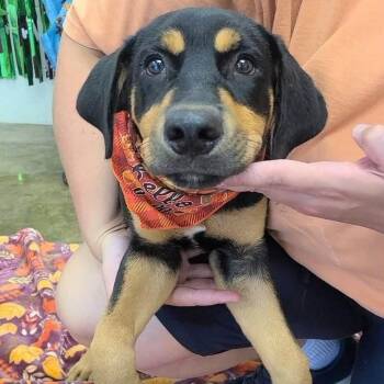 Blackberry -  Black And Tan Coonhound Dog for Adoption in Williston, Vermont - Blackberry | PetCurious