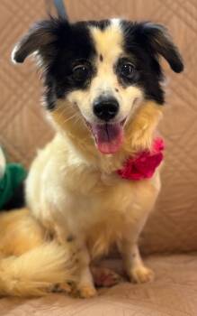 ELARA -  Papillon and Chihuahua Dog for Adoption - ELARA | PetCurious