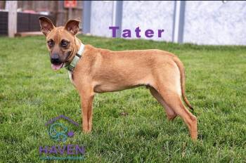 Tater -  Boxer and Labrador Retriever Dog for Adoption in Omaha, Nebraska - Tater | PetCurious