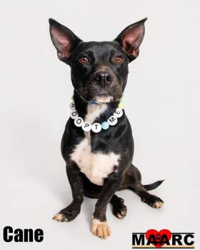 Australian Kelpie and Basset Hound Dogs Available for Adoption in Maryville, Tennessee - Cane | PetCurious
