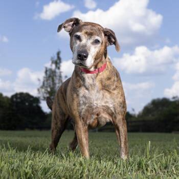 Khaleesi -  Treeing Walker Coonhound Dog for Adoption in Franklin, Tennessee - Khaleesi | PetCurious