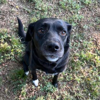 Rescue Labrador Retriever Dogs for Adoption in Broken Arrow, Oklahoma - ASH | PetCurious