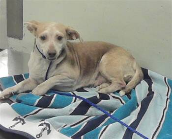 JENNY -  Chihuahua and Mixed Breed Dog for Adoption in Houston, Texas - JENNY | PetCurious