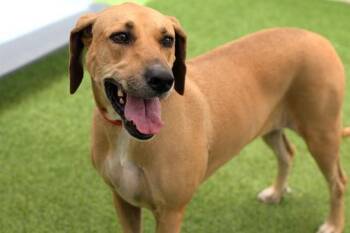 CASEY -  Black Mouth Cur Dog Available for Adoption in Fort Lauderdale, Florida - CASEY | PetCurious