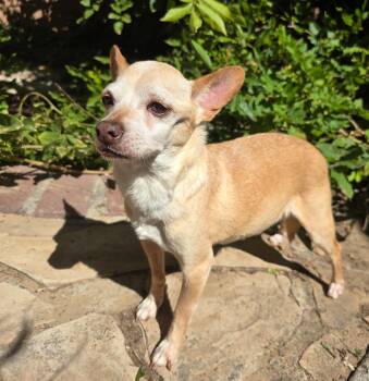 Worthy Lil Mr Willie - Outlaw Chihuahua Cuddler -  Chihuahua Dog for Adoption in North Valley, New Mexico - Worthy Lil Mr Willie - Outlaw Chihuahua Cuddler | PetCurious