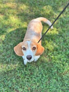 Josephina -  Beagle Dog for Adoption in Aiken, South Carolina - Josephina | PetCurious