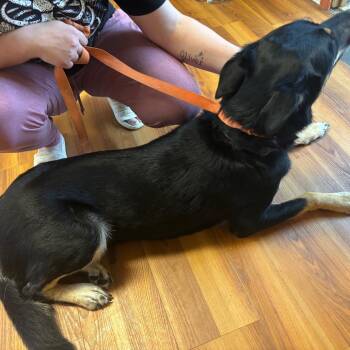 Ms.Electric -  Shepherd and Mixed Breed Dog for Adoption in Corbin, Kentucky - Ms.Electric | PetCurious