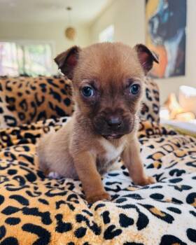 Chihuahua and Mixed Breed Dogs Available for Adoption in Los Angeles, California - Barley | PetCurious