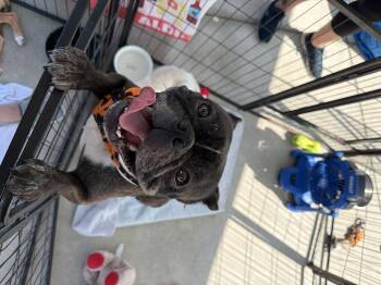 Goblin -  French Bulldog and Boston Terrier Dog for Adoption in Lutz, Florida - Goblin | PetCurious