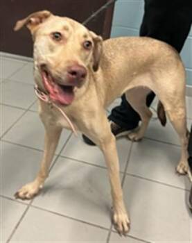 DOG 28 -  Black Mouth Cur and Mixed Breed Dog for Adoption in Corpus Christi, Texas - DOG 28 | PetCurious