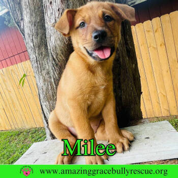 Rescue Chow Chow Dogs for Adoption in Pensacola, Florida - Milee | PetCurious