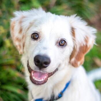 Rescue Great Pyrenees Dogs for Adoption in Baton Rouge, Louisiana - Winston | PetCurious