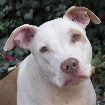 Rescue Pit Bull Terrier Dogs for Adoption in Chicago, Illinois - Hank | PetCurious
