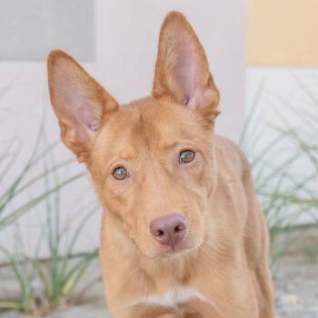 Rescue Shepherd Dogs for Adoption in Palm Springs, California - Barry | PetCurious