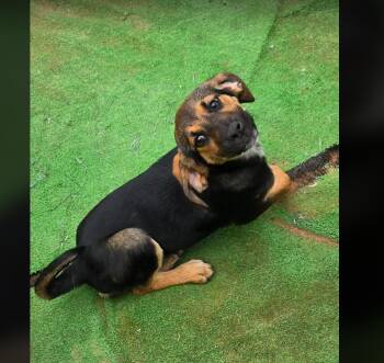 Hound Dogs Available for Adoption in Uxbridge, Massachusetts - Geranium | PetCurious