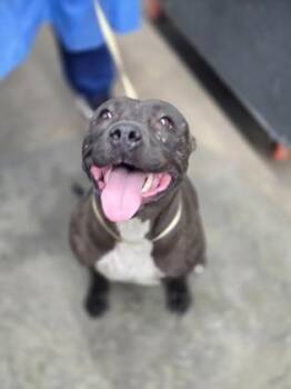 Summit -  Mixed Breed Dog for Adoption in Fort Worth, Texas - Summit | PetCurious