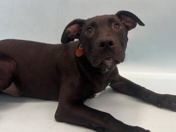 Mickey -  Labrador Retriever and Mixed Breed Dog for Adoption in Woodbury, Minnesota - Mickey | PetCurious