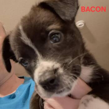 Bacon -  Shepherd and Mixed Breed Dog for Adoption in San Antonio, Texas - Bacon | PetCurious