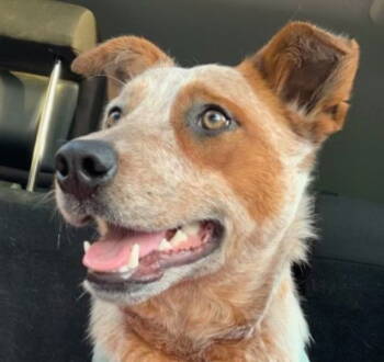Rescue Australian Cattle Dog Blue Heeler Dogs for Adoption in South Kingstown, Rhode Island - Patch | PetCurious